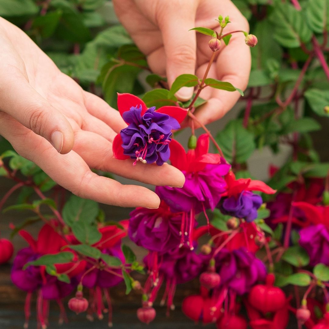 Fuchsia – Dark Eyes – 10″ Hanging Basket
